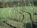 Click image for larger version

Name:	willow2.JPG
Views:	241
Size:	50.6 KB
ID:	2318534