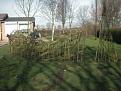 Click image for larger version

Name:	willow tunnel 2 compressed.JPG
Views:	199
Size:	30.5 KB
ID:	2318542
