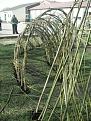Click image for larger version

Name:	willow tunnel 3 compressed.JPG
Views:	208
Size:	46.5 KB
ID:	2318543