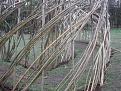 Click image for larger version

Name:	willow tunnel detail 1 compressed.JPG
Views:	206
Size:	41.3 KB
ID:	2318544