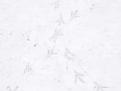 Click image for larger version

Name:	birdprints-400.jpg
Views:	204
Size:	7.1 KB
ID:	2318565