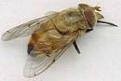 Click image for larger version

Name:	horsefly-400.jpg
Views:	1040
Size:	7.6 KB
ID:	2318569
