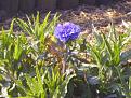 Click image for larger version

Name:	1st cornflower-400.jpg
Views:	291
Size:	24.9 KB
ID:	2318579