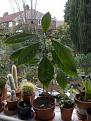 Click image for larger version

Name:	avocado%20copy.jpg
Views:	8776
Size:	85.7 KB
ID:	2320208