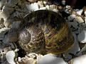 Click image for larger version

Name:	snail copy.jpg
Views:	458
Size:	40.9 KB
ID:	2326147