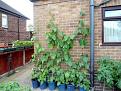 Click image for larger version

Name:	beans 1.jpg
Views:	864
Size:	57.4 KB
ID:	2370865