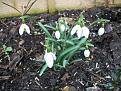 Click image for larger version

Name:	snowdrop.jpg
Views:	220
Size:	86.2 KB
ID:	2371114
