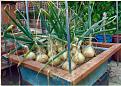 Click image for larger version

Name:	Tels onions.jpg
Views:	1403
Size:	99.4 KB
ID:	2371249