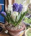 Click image for larger version

Name:	IMG_0060.jpg
Views:	281
Size:	93.9 KB
ID:	2371346