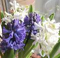 Click image for larger version

Name:	IMG_0053.jpg
Views:	272
Size:	84.9 KB
ID:	2371347