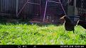 Click image for larger version

Name:	bird6.jpg
Views:	304
Size:	58.8 KB
ID:	2371428