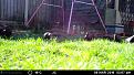 Click image for larger version

Name:	birds best.jpg
Views:	322
Size:	66.6 KB
ID:	2371429