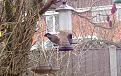 Click image for larger version

Name:	sparrow with seed.jpg
Views:	323
Size:	105.0 KB
ID:	2371445