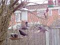 Click image for larger version

Name:	starling flying 2.jpg
Views:	320
Size:	100.6 KB
ID:	2371446