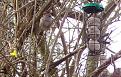 Click image for larger version

Name:	sparrow fluffy.jpg
Views:	317
Size:	104.1 KB
ID:	2371447