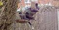 Click image for larger version

Name:	starlings &amp;amp; dove.jpg
Views:	232
Size:	105.5 KB
ID:	2371448