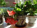 Click image for larger version

Name:	cactusmarch.jpg
Views:	242
Size:	93.0 KB
ID:	2371703