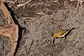 Click image for larger version

Name:	Robin with worm 1.jpg
Views:	222
Size:	102.7 KB
ID:	2371975