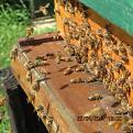 Click image for larger version

Name:	IMG_0340.jpg
Views:	352
Size:	42.1 KB
ID:	2372191