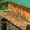 Click image for larger version

Name:	IMG_0339.jpg
Views:	321
Size:	43.6 KB
ID:	2372192