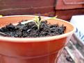 Click image for larger version

Name:	sungold 3.jpg
Views:	1308
Size:	32.1 KB
ID:	2372219