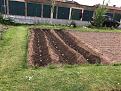 Click image for larger version

Name:	Spuds.jpg
Views:	257
Size:	97.3 KB
ID:	2372295