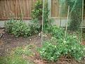 Click image for larger version

Name:	peas &amp;amp; beans 2017.jpg
Views:	192
Size:	98.6 KB
ID:	2372380