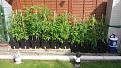 Click image for larger version

Name:	Tomatoes in Flower Buckets..jpg
Views:	331
Size:	101.0 KB
ID:	2372485