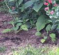 Click image for larger version

Name:	IMG_0258.jpg
Views:	316
Size:	95.5 KB
ID:	2372702