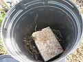 Click image for larger version

Name:	comfrey step 2.jpg
Views:	638
Size:	94.7 KB
ID:	2372790