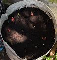 Click image for larger version

Name:	IMG_0316.jpg
Views:	238
Size:	90.4 KB
ID:	2373205