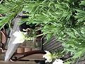 Click image for larger version

Name:	IMG_4537.jpg
Views:	279
Size:	100.8 KB
ID:	2373244