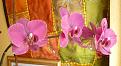 Click image for larger version

Name:	orchidjune19.jpg
Views:	164
Size:	64.7 KB
ID:	2373256