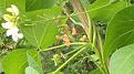 Click image for larger version

Name:	pink &amp;amp; white runner bean.jpg
Views:	218
Size:	58.5 KB
ID:	2373321