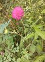 Click image for larger version

Name:	whatflower.jpg
Views:	257
Size:	98.4 KB
ID:	2373396