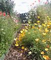 Click image for larger version

Name:	july3plot.jpg
Views:	226
Size:	100.4 KB
ID:	2373460