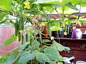 Click image for larger version

Name:	cumbers 1.jpg
Views:	521
Size:	58.1 KB
ID:	2373510