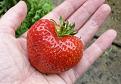 Click image for larger version

Name:	strawberry.jpg
Views:	241
Size:	76.5 KB
ID:	2373629