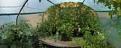 Click image for larger version

Name:	polytunnel-tomatoes - 1 (1).jpg
Views:	252
Size:	10.5 KB
ID:	2373959