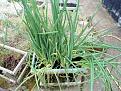 Click image for larger version

Name:	spring onions.jpg
Views:	275
Size:	182.3 KB
ID:	2374088