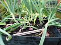 Click image for larger version

Name:	2017 onions 1.jpg
Views:	239
Size:	174.3 KB
ID:	2374162