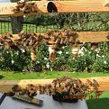 Click image for larger version

Name:	IMG_0433.JPG
Views:	317
Size:	139.7 KB
ID:	2374354