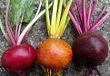 Click image for larger version

Name:	beet2017.jpg
Views:	394
Size:	121.3 KB
ID:	2374553