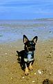 Click image for larger version

Name:	Teddy_beach.jpg
Views:	151
Size:	20.8 KB
ID:	2374740