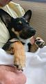 Click image for larger version

Name:	Teddy_cuddles.jpg
Views:	150
Size:	20.3 KB
ID:	2374741