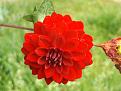 Click image for larger version

Name:	dahlia.JPG
Views:	234
Size:	57.0 KB
ID:	2374787
