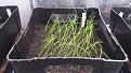 Click image for larger version

Name:	2017-08-23 Spring Onions 02.jpg
Views:	196
Size:	98.2 KB
ID:	2374812