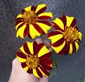 Click image for larger version

Name:	marigold2017.jpg
Views:	401
Size:	113.8 KB
ID:	2375165