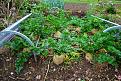 Click image for larger version

Name:	Allotment_18Oct15 (2)_kl.jpg
Views:	364
Size:	475.7 KB
ID:	2375196