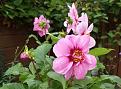 Click image for larger version

Name:	dahlia.jpg
Views:	226
Size:	483.0 KB
ID:	2375218